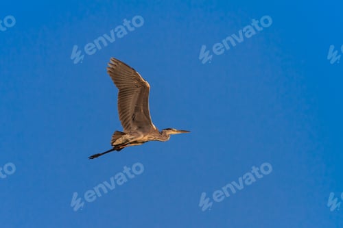 Preview: Majestic Heron Soaring Against a Clear Blue Sky