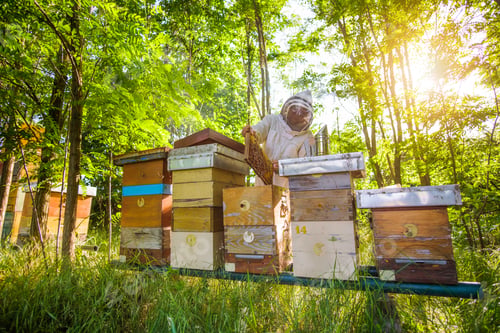 Preview: Beekeeping