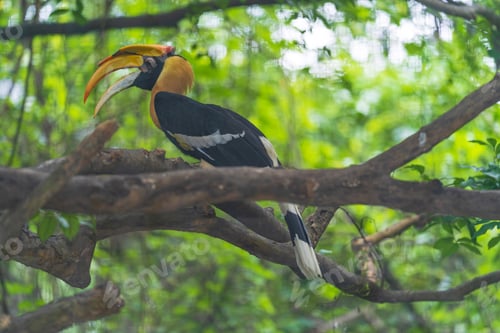 Preview: Hornbills, bird on the tree