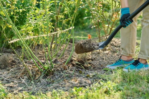 Preview: Gardener woman with shovel digging around rose bush