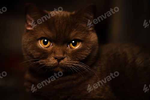 Preview: British shorthair cat