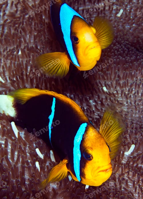Preview: Colorful sea life underwater, shallow underwater seascape