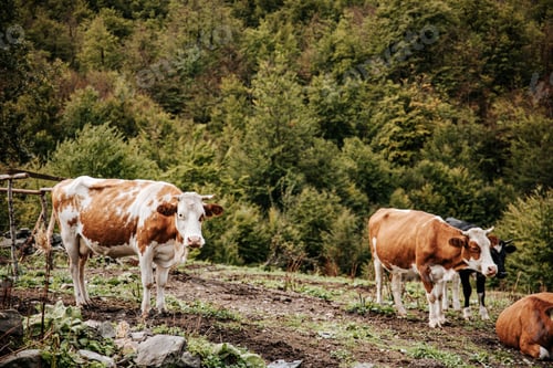 Preview: Cows grazing in a lush forest setting.