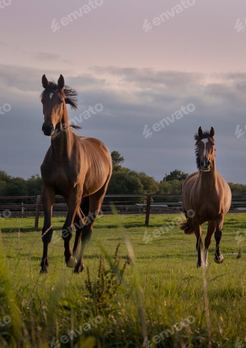 Preview: Vertical shot of a beautiful pair of horses running on a field at sunset