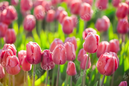 Preview: Blossoming tulips in field on sunny spring day