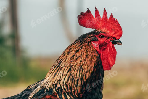 Preview: Rooster in farm back yard