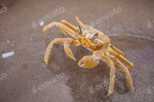 Preview: Crab on Sandy Beach in Natural Light