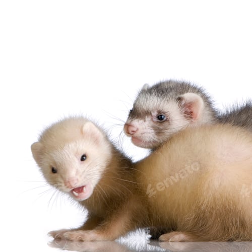 Preview: two Ferrets kits (10 weeks)