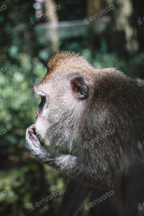 Preview: Adorable, small monkey in a peaceful, relaxed state in the tropical forest