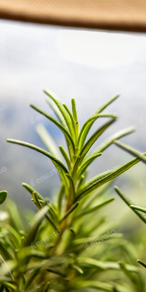 Preview: Blown up Image of a Green Rosemary Herb Plant