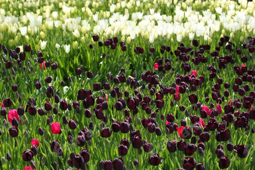 Preview: Tulip Garden