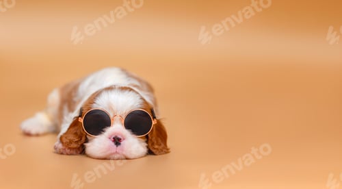 Preview: small dog puppy cavalier king charles spaniel on beige background. Copy space image.
