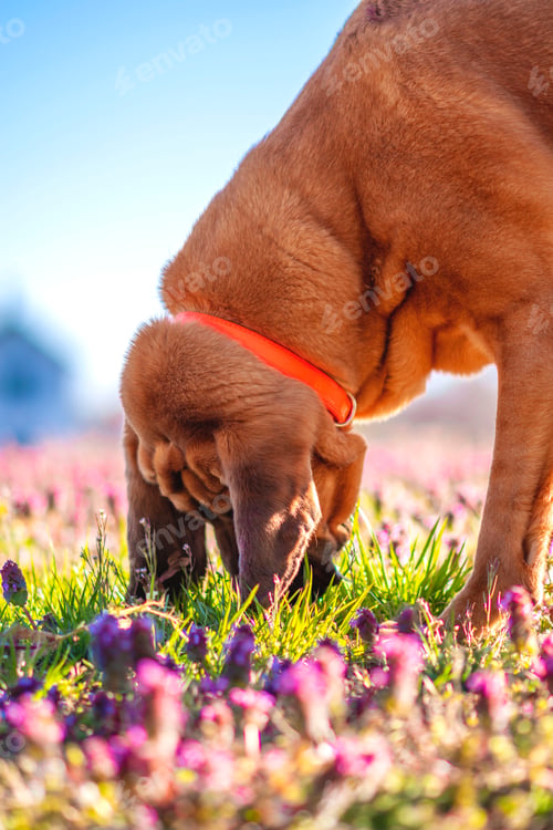 Preview: Dog sniffing flowers
