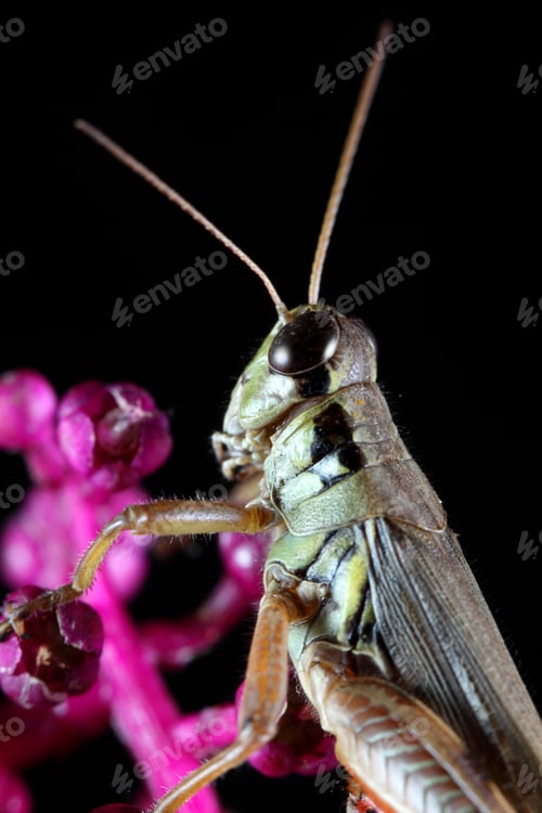 Preview: Grasshopper