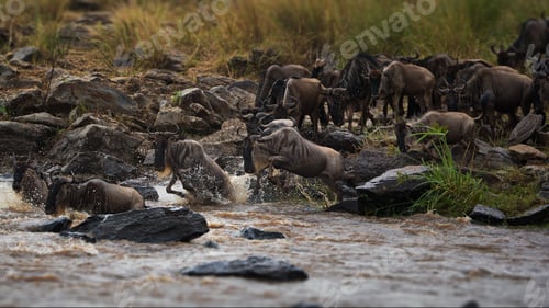 Preview: Wildebeest herd in Masai Mara, Kenya