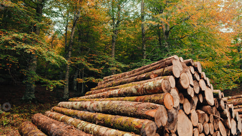Preview: Wooden Logs Stacked In The Woods