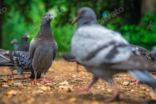 Preview: Pigeons in a park
