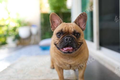 Preview: Selective focus shot of a french bulldog