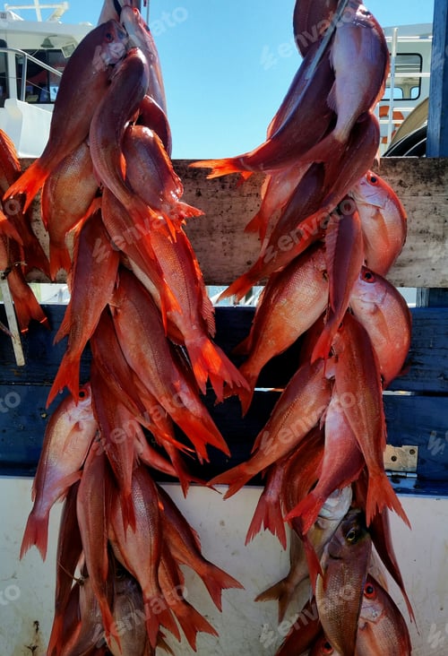 Preview: Fresh Orange fish ready for the pan...