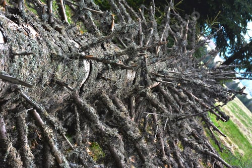 Preview: a dry pine trunk with branches