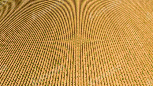 Preview: Plowed field in rural area. Landscape of agricultural fields of potatos in spring