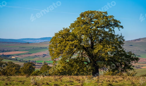 Preview: Solitary Tree in Countryside Landscape