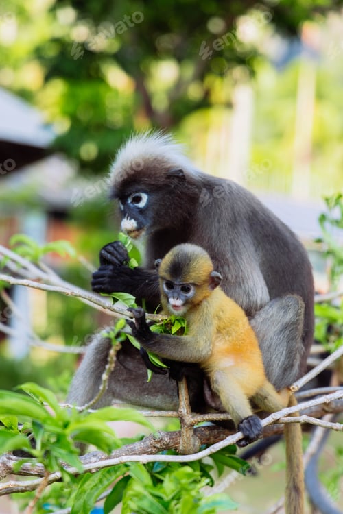 Preview: Monkeys eat leaves while sitting on branches in a green area during daylight