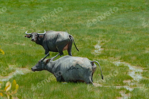 Preview: Buffaloes at the green grassland in Kampung Batu Putih, Marang, Terengganu, Malaysia