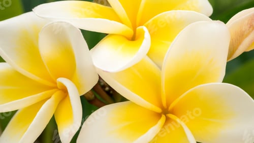Preview: Close up of yellow tiare flowers at green outdoors background