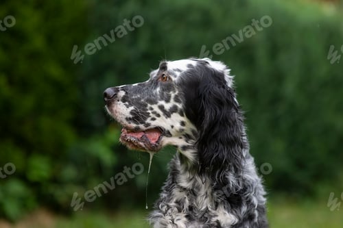 Preview: Dog English Setter, side view