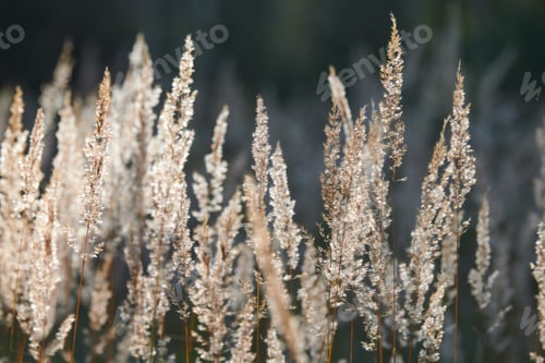 Preview: Calamagrostis epigejos bushgrass