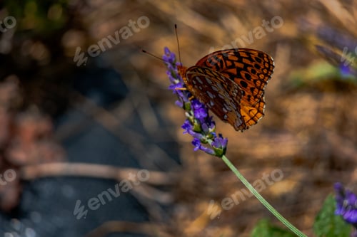 Preview: Butterfly in the lavender field