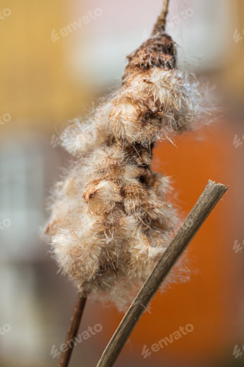 Preview: A closeup shot of a Bulrush plant