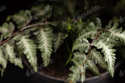 Vista previa: Silver Fern Leaves