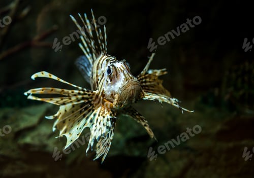 Preview: Pterois radiata