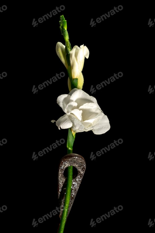 Preview: Old rusty metal tool and white freesia on a black background