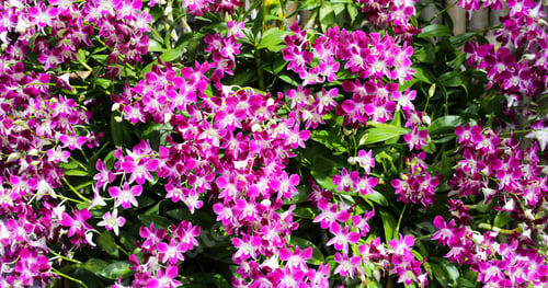 Preview: Beautiful purple orchid flowers. Flower background.