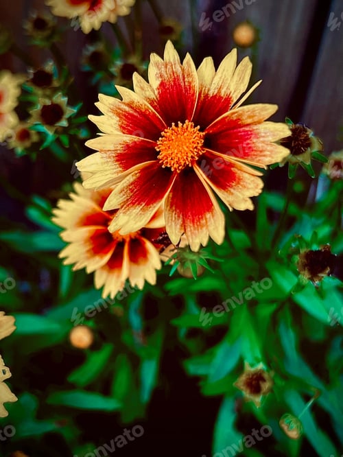 Preview: a red and yellow flower with some green leaves on it
