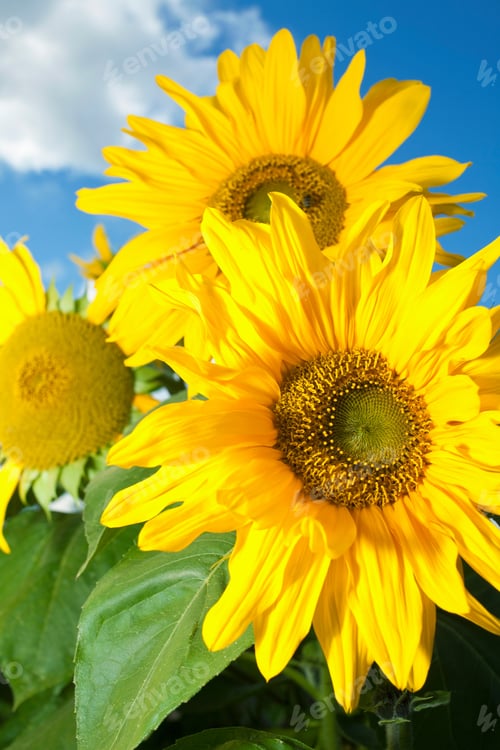 Preview: Close up of sunflowers
