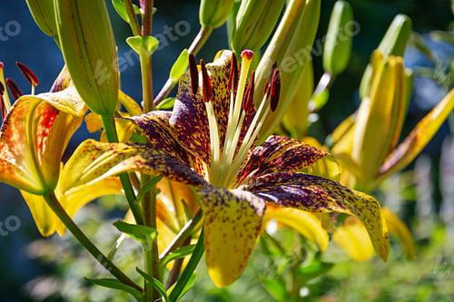 Preview: Summer flower background. Beautiful Lilium flower photos outdoors.