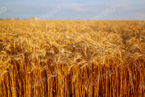 Preview: Backdrop of ripening ears of yellow wheat field on sunset Close up nature photo Idea of rich harvest
