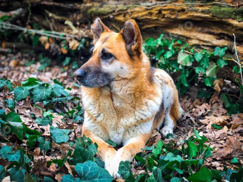 Preview: Selective focus of german shepherd dog resting on green and brown leaves in the forest