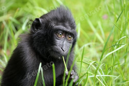 Preview: A Crested macaque (Macaca Nigra)