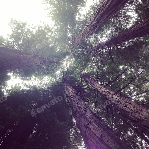 Preview: The view of the tall redwood trees looking up from where I stand in the redwood forest