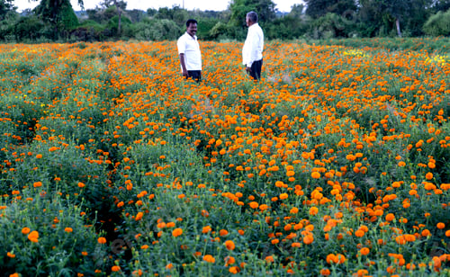 Preview: Indian farmer in marigold flower field.