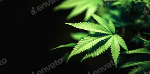 Preview: Green cannabis leaf close up on black background with sunbeam and glow