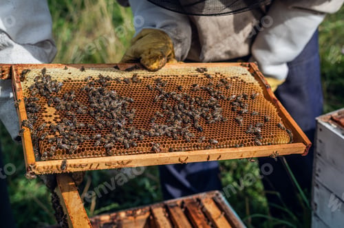 Preview: The beekeeper looks after bees, honeycombs full of honey, in a protective beekeeper's suit at