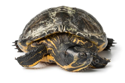 Preview: Single water turtle