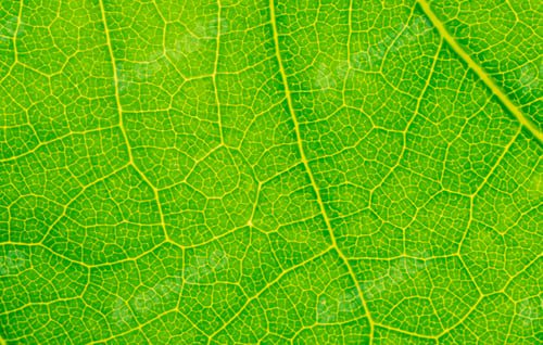 Preview: green leaf with visible texture. background or textura