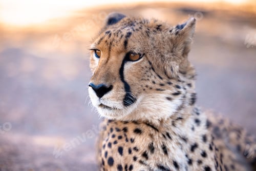Preview: Closeup shot of a beautiful cheetah in Namibia on the blurry background